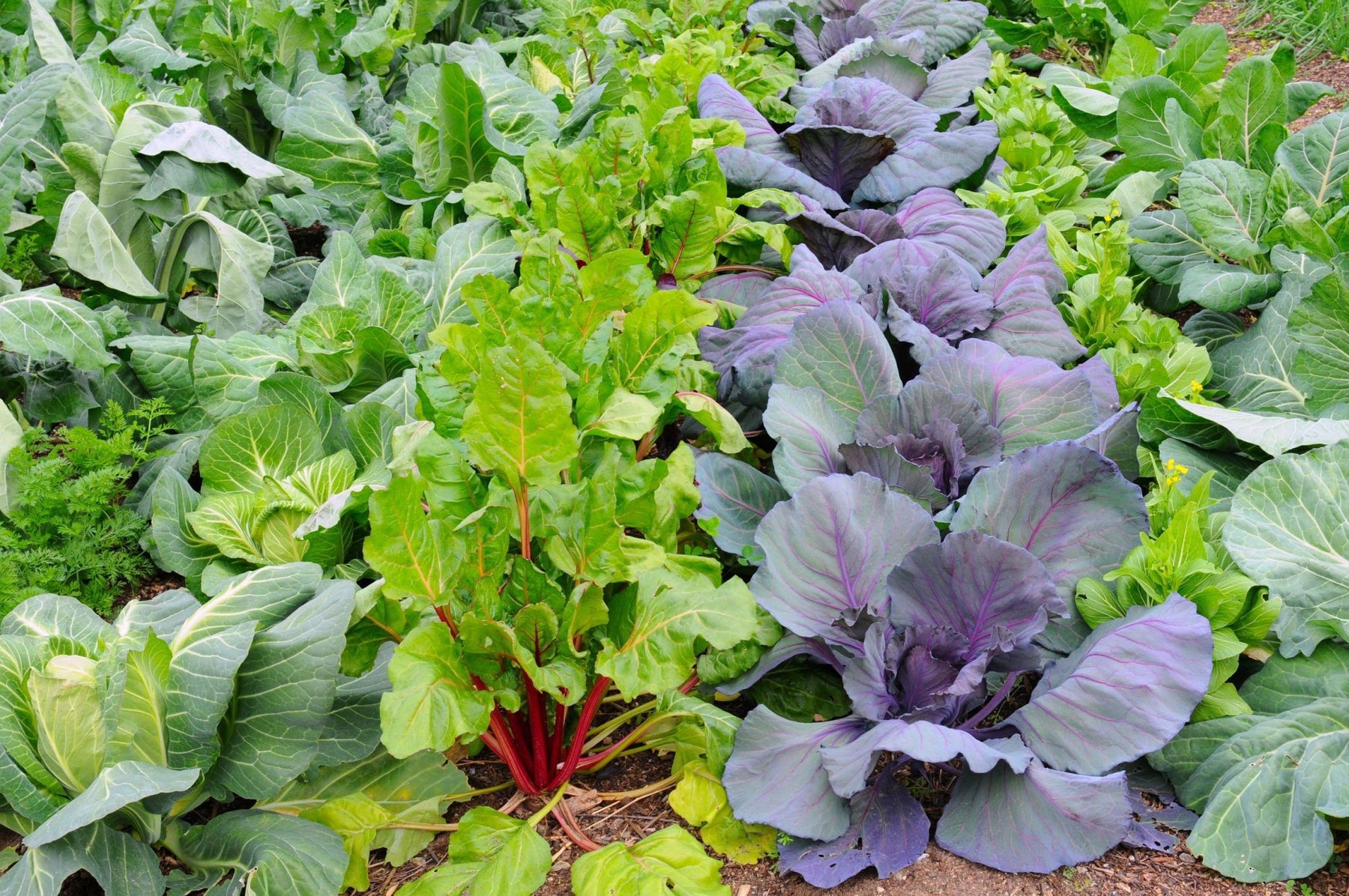 How to Grow Winter Crops in Your Garden