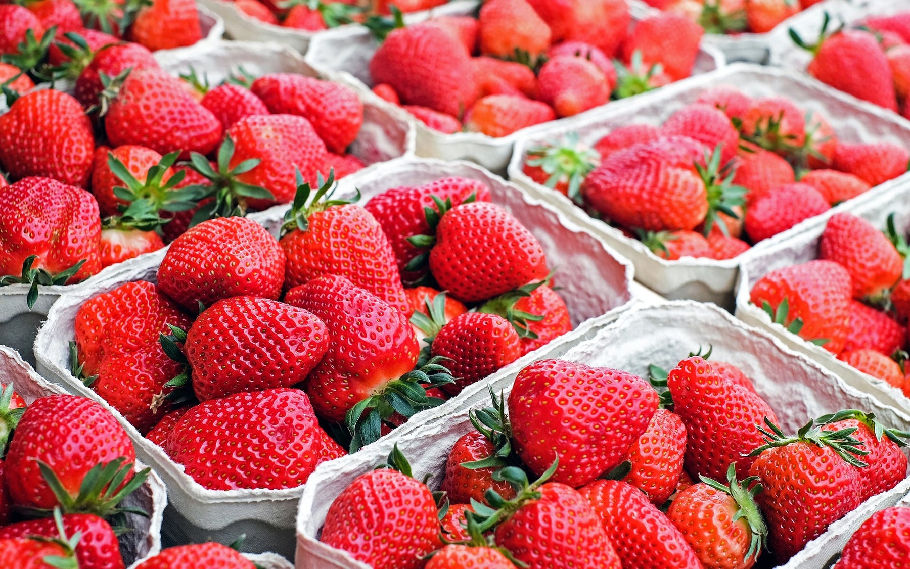 Case Study: Perry's Berry's Optimises Strawberry Production with Precision Irrigation