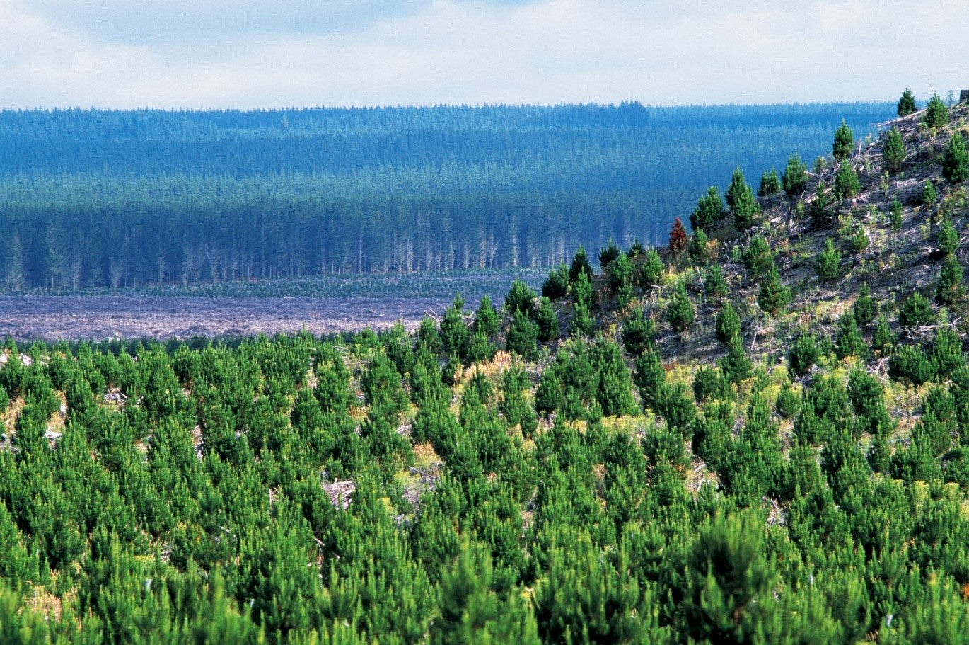 Case Study: Te Ngae Nursery and Water Conservation Techniques in Tree Care