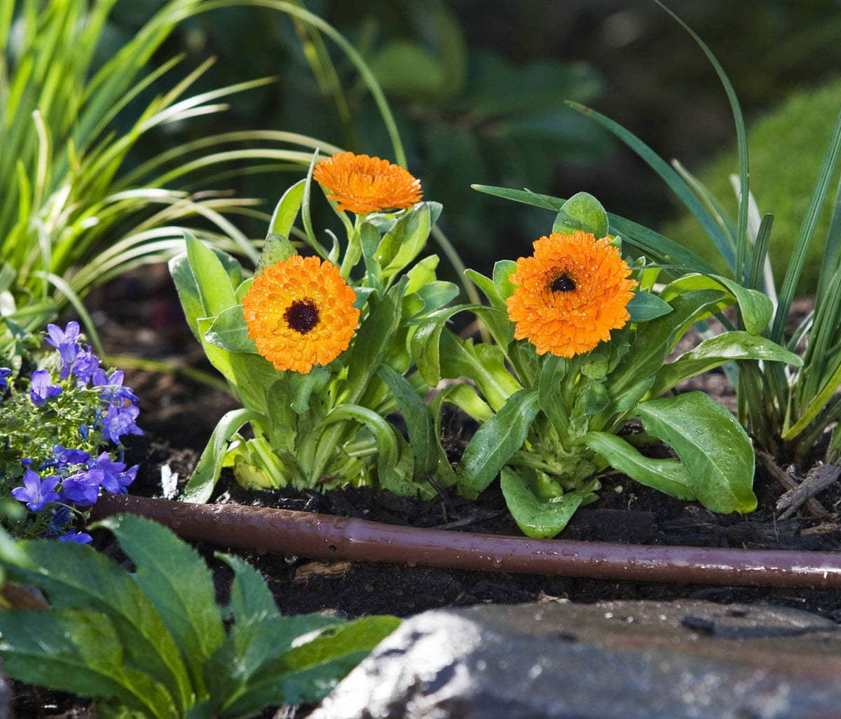 Drip Irrigation