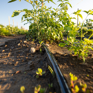 Irrigation Pipes